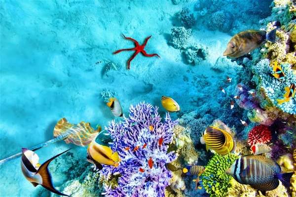 biệt thự coral lấy cảm hứng từ những rạn san hô tuyệt mỹ